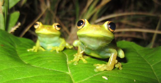 frogs